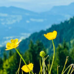 A huesle – die Ferienunterkunft in Oberreute im Allgäu, Deutschland